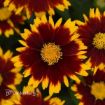 Picture of Coreopsis 'UpTick Red' Tickseed - One Quart Pot