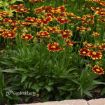 Picture of Coreopsis 'UpTick Red' Tickseed - One Quart Pot