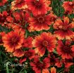 Picture of Coreopsis 'Desert Coral' Hardy Jewel™ Series Tickseed - One Quart Pot