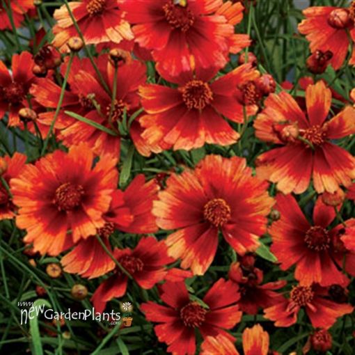 Picture of Coreopsis 'Desert Coral' Hardy Jewel™ Series Tickseed - One Quart Pot