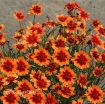 Picture of Coreopsis 'Desert Coral' Hardy Jewel™ Series Tickseed - One Quart Pot