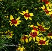 Picture of Coreopsis 'Firefly' Tickseed - One Quart Pot