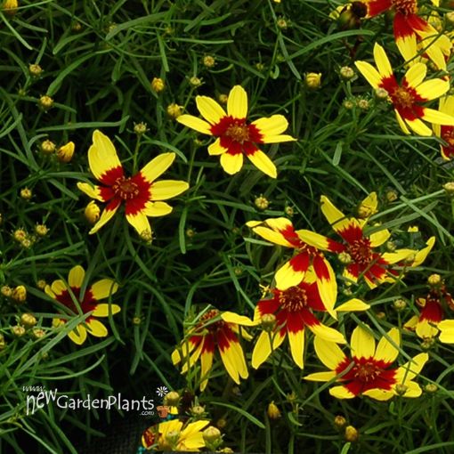 Picture of Coreopsis 'Firefly' Tickseed - One Quart Pot