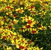 Picture of Coreopsis 'Firefly' Tickseed - One Quart Pot