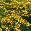 Picture of Coreopsis 'Firefly' Tickseed - One Quart Pot