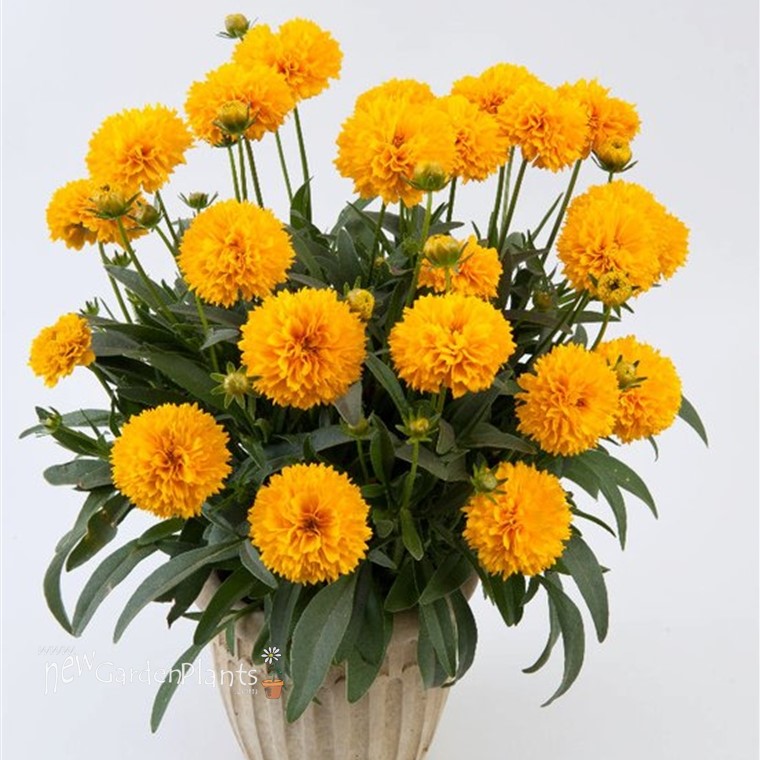 Coreopsis 'Golden Ball' Tickseed - One Quart Pot. New Garden Plants