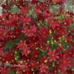 Picture of Coreopsis 'Hot Paprika' Sizzle & Spice® Series Tickseed - One Quart Pot