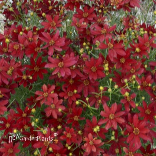 Picture of Coreopsis 'Hot Paprika' Sizzle & Spice® Series Tickseed - One Quart Pot