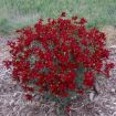 Picture of Coreopsis 'Hot Paprika' Sizzle & Spice® Series Tickseed - One Quart Pot