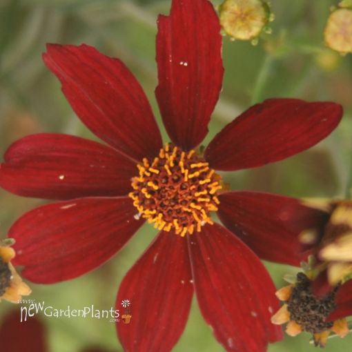 Coreopsis 'RED SATIN' Tickseed - One Quart Pot. New Garden Plants