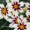 Picture of Coreopsis 'Starlight' Tickseed - One Quart Pot