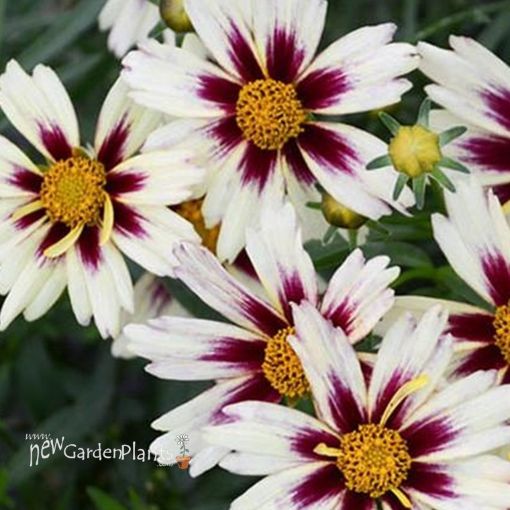 Picture of Coreopsis 'Starlight' Tickseed - One Quart Pot