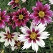 Picture of Coreopsis 'Starlight' Tickseed - One Quart Pot