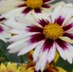 Picture of Coreopsis 'Starlight' Tickseed - One Quart Pot