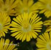 Picture of Delosperma 'Golden Wonder' Wheels of Wonder™ Ice Plant - One Quart Pot
