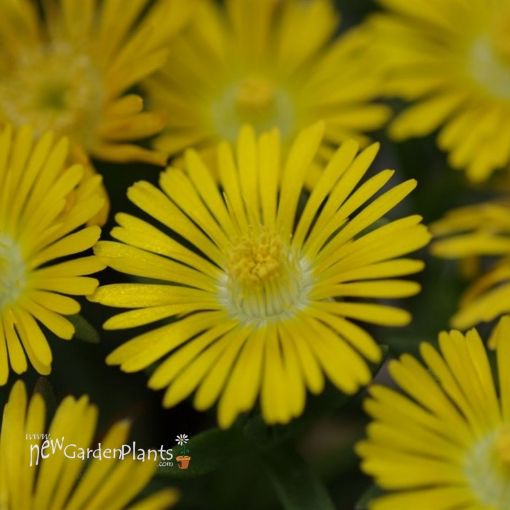 Picture of Delosperma 'Golden Wonder' Wheels of Wonder™ Ice Plant - One Quart Pot