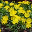 Picture of Delosperma 'Golden Wonder' Wheels of Wonder™ Ice Plant - One Quart Pot