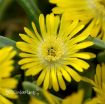 Picture of Delosperma 'Golden Wonder' Wheels of Wonder™ Ice Plant - One Quart Pot