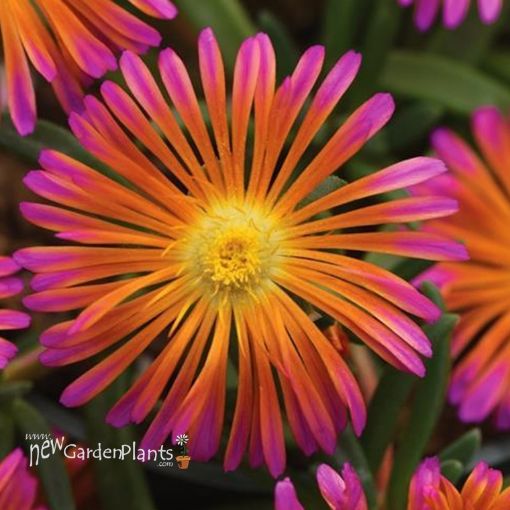 Picture of Delosperma 'Ocean Sunset™ Orange Glow' Ice Plant - One Quart Pot