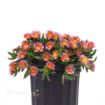 Picture of Delosperma 'Ocean Sunset™ Orange Glow' Ice Plant - One Quart Pot