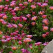 Picture of Delosperma 'Ocean Sunset™ Orange Glow' Ice Plant - One Quart Pot