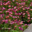 Picture of Delosperma 'Ocean Sunset™ Orange Glow' Ice Plant - One Quart Pot