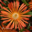 Picture of Delosperma 'Ocean Sunset™ Orange Vibe' Ice Plant - One Quart Pot