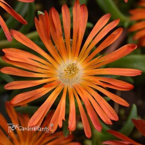 Picture of Delosperma 'Ocean Sunset™ Orange Vibe' Ice Plant - One Quart Pot