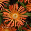 Picture of Delosperma 'Ocean Sunset™ Orange Vibe' Ice Plant - One Quart Pot