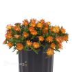 Picture of Delosperma 'Ocean Sunset™ Orange Vibe' Ice Plant - One Quart Pot