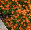 Picture of Delosperma 'Ocean Sunset™ Orange Vibe' Ice Plant - One Quart Pot