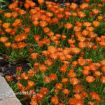 Picture of Delosperma 'Ocean Sunset™ Orange Vibe' Ice Plant - One Quart Pot