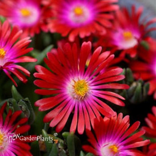 Picture of Delosperma 'Jewel of Desert Garnet' Ice Plant - One Quart Pot