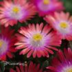 Picture of Delosperma 'Jewel of Desert Garnet' Ice Plant - One Quart Pot