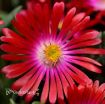 Picture of Delosperma 'Jewel of Desert Garnet' Ice Plant - One Quart Pot