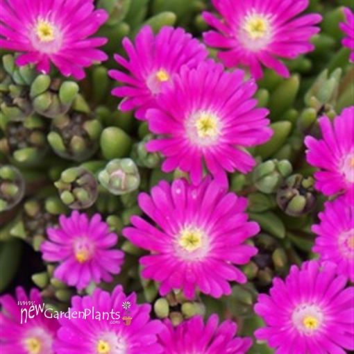 Picture of Delosperma 'Jewel of Desert Opal' Ice Plant - One Quart Pot