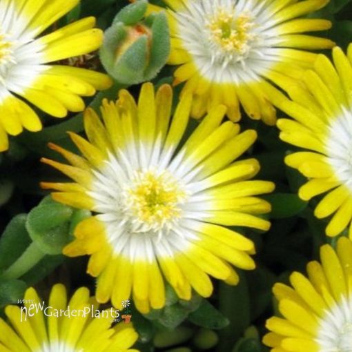 Picture of Delosperma 'Jewel of Desert Peridot' Ice Plant - One Quart Pot