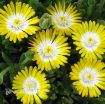 Picture of Delosperma 'Jewel of Desert Peridot' Ice Plant - One Quart Pot
