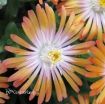 Picture of Delosperma 'Jewel of Desert Topaz' Ice Plant - One Quart Pot