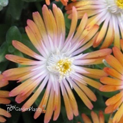 Picture of Delosperma 'Jewel of Desert Topaz' Ice Plant - One Quart Pot