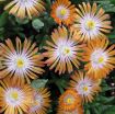 Picture of Delosperma 'Jewel of Desert Topaz' Ice Plant - One Quart Pot