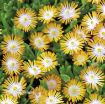 Picture of Delosperma 'Jewel of Desert Topaz' Ice Plant - One Quart Pot