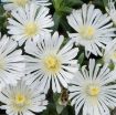 Picture of Delosperma 'White Wonder' Wheels of Wonder® Ice Plant - One Quart Pot