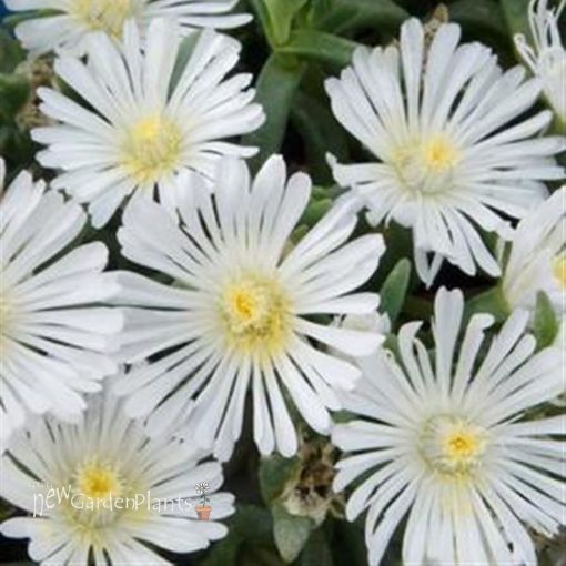 Picture of Delosperma 'White Wonder' Wheels of Wonder® Ice Plant - One Quart Pot