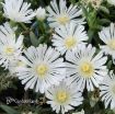 Picture of Delosperma 'White Wonder' Wheels of Wonder® Ice Plant - One Quart Pot