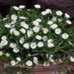 Picture of Delosperma 'White Wonder' Wheels of Wonder® Ice Plant - One Quart Pot