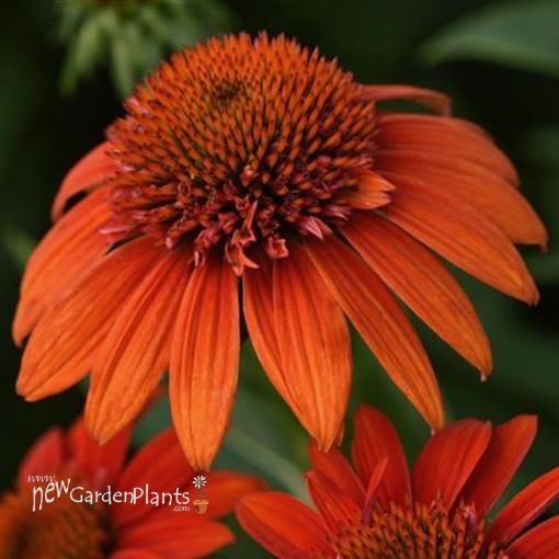 Picture of Echinacea Sombrero Fiesta Orange Coneflower - One Quart Pot