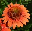 Picture of Echinacea Sombrero Fiesta Orange Coneflower - One Quart Pot