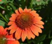 Picture of Echinacea Sombrero Fiesta Orange Coneflower - One Quart Pot