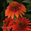 Picture of Echinacea Sombrero Fiesta Orange Coneflower - One Quart Pot